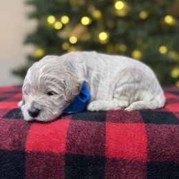 Ellie's Blue Collar Male - Cream male Goldendoodle puppy in Piedmont, South Carolina from The Farm at Saluda Ridge