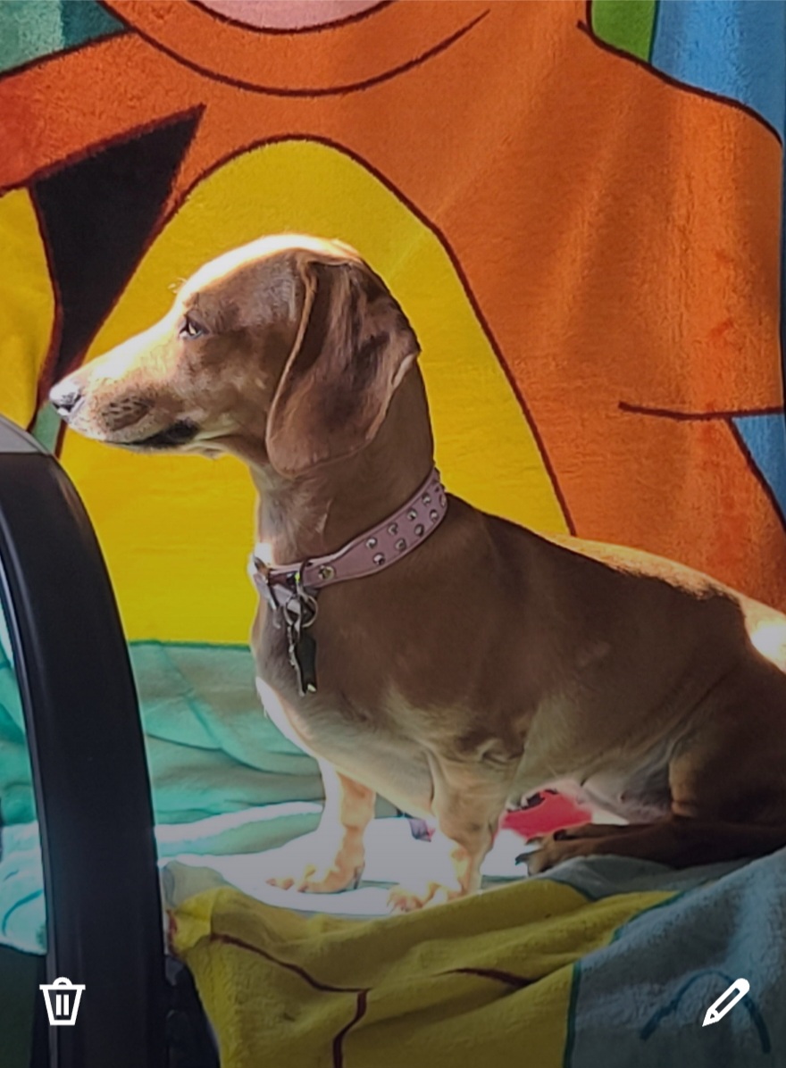 Tinkerbell - Dachshund