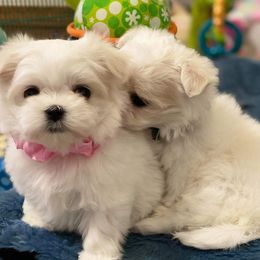 Bichon Frises from Havenkennels