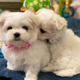 Bichon Frises from Havenkennels
