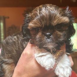 Gorilla - Sable and white male Shih Tzu puppy in Nekoosa, Wisconsin from Brox Acres House of Fur LLC