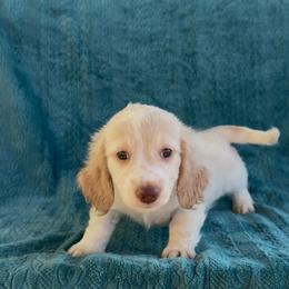 Claire - Cream female Dachshund puppy in Poteau, Oklahoma from Sisters Dazzling Dachshunds