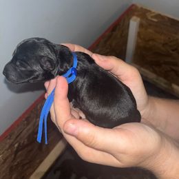 Blue Collar - Black male Schnoodle puppy in Winchester, Tennessee from Mahaffey’s Doodles