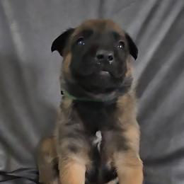 Echo's Green - Mahogany male Belgian Malinois puppy in Berry, Alabama from North River k9