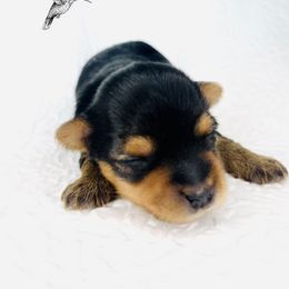 Yorkshire Terrier Puppies from Hummingbird Farm & Gardens