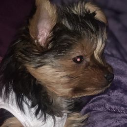 Yorkshire Terrier Puppies from YorkiStars
