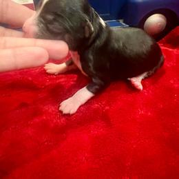 Ryder - Black tri male Toy Australian Shepherd puppy in Miami, Oklahoma from HighEnd Aussies