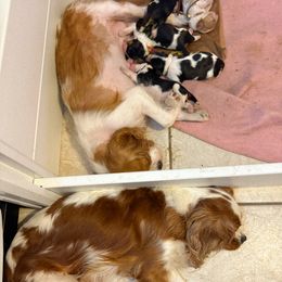 Cavalier King Charles Spaniel Puppies from Sunshine State Cavaliers