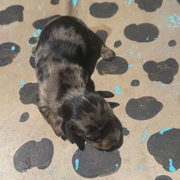 Frannie - Dapple female Dachshund puppy in Hawley, Texas from Foxy’s Dachshunds & Toy Aussies
