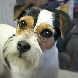 Possum - Jack Russell Terrier