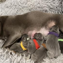 French Bulldogs from Michelle’s Frenchies