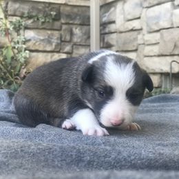 Border Collie Puppies from Simcoe Foothills Farm