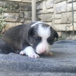 Border Collie Puppies from Simcoe Foothills Farm