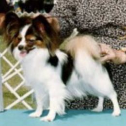 Papillon All Grown Up from Blairwynn Papillons