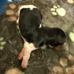 Black and White Girl - Parti female Yorkshire Terrier puppy in North Las Vegas, Nevada from KD's Yorkshire Terriers