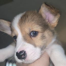 Girl 2 - female Pembroke Welsh Corgi puppy in Muncie, Indiana from Optimistic Corgis