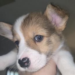 Girl 2 - female Pembroke Welsh Corgi puppy in Muncie, Indiana from Optimistic Corgis