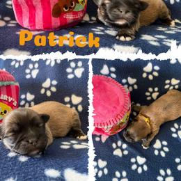 Patrick - Grizzle male Lhasa Apso puppy in Cincinnati, Ohio from Shangri-La Lhasa Apsos