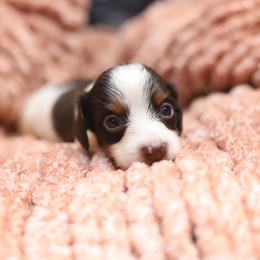 Jordan - Piebald male Dachshund puppy in Eaton, Ohio from Miniature Alphas Dachshunds