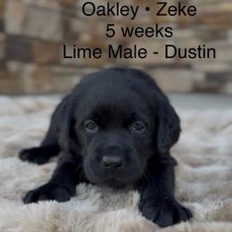 Boy 1 - Black male Labrador Retriever puppy in Chapel Hill, Tennessee from Pure Heaven Labs