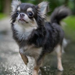 Blue - Chihuahua