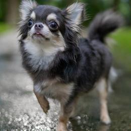 Blue - Chihuahua