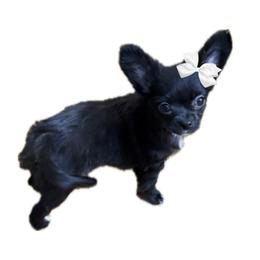 AKC Savannah - Black and white female Chihuahua puppy in Cincinnati, Ohio from Cincy Chis