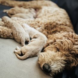 Poodle Puppies from Pure Poodles by the Chesapeake Bay