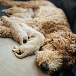 Poodle Puppies from Pure Poodles by the Chesapeake Bay