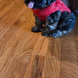 Assorted Doodle Crosses, Aussiedoodle, Australian Shepherd, Long Haired Weimaraner, Shihpoo, and Shih Tzu Puppies from Rockiń N Kennel