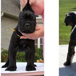 "Storm Front's Monsoon Summer" Cane Corso Puppies from Michelle Jackson
