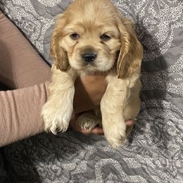 Cocker Spaniel Puppies from Carino's Cocker Kennel