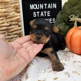 Tiny Girl 4 - Black and gold female Yorkshire Terrier puppy in Charleston, West Virginia from Mountain State Puppies