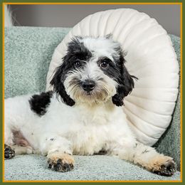 Maxim - Black male Cockapoo puppy in Connersville, Indiana from Deaz Doodle Ranch