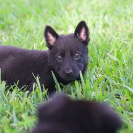 Green collar - Black female German Shepherd puppy in Inverness Highlands South, Florida from Von der Tetiaroa German Shepherd dogs