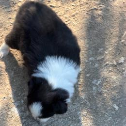 ASDR 2 Blue's Oreo  Cookie - Black tri male Toy Australian Shepherd puppy in Tremont, Tennessee from 2 Blue Toy Aussies