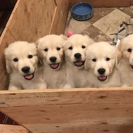 Cavalier King Charles Spaniels and Golden Retrievers from Merimaur Goldens and Cavaliers