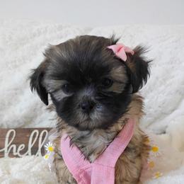Brownie - Black and tan female Shih Tzu puppy in Paradise, California from Richview Shihtzu