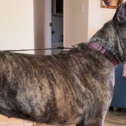 Athena - Cane Corso
