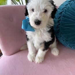 The Little Comedian- Teal Male - Black and white male Sheepadoodle puppy in Camden, North Carolina from Luv My Doodle