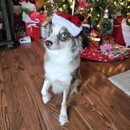 Judith - Miniature Australian Shepherd