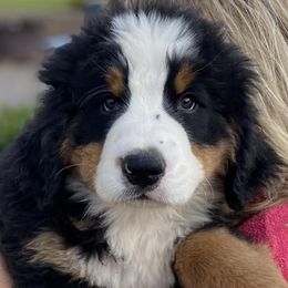 Bernese Mountain Dogs from Bear Creek Berners