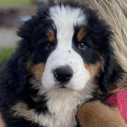 Bernese Mountain Dogs from Bear Creek Berners
