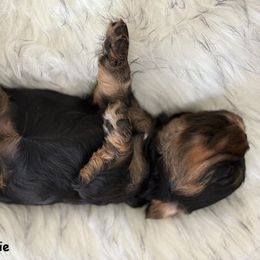 Cavalier King Charles Spaniel Puppies from Mystic Cavaliers LLC