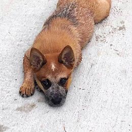 Australian Cattle Dog Puppies from Painted Canvas Farm