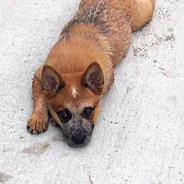 Australian Cattle Dog Puppies from Painted Canvas Farm