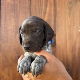 Bear - Liver roan male German Shorthaired Pointer puppy in San Tan Valley, Arizona from Upland Valley Kennels