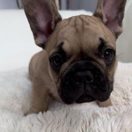 Kash - Fawn male French Bulldog puppy in Clayton, California from Frenchie Luvbugs