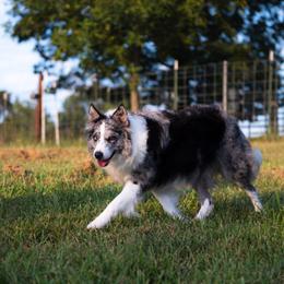 Karma - Border Collie