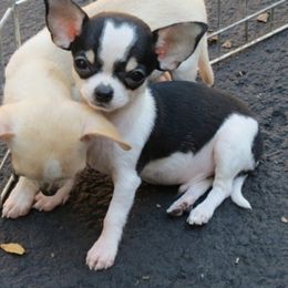 Chihuahua Puppies from True Shot Chihuahuas